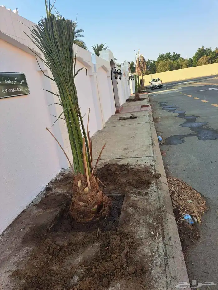 نخل واشنطني وعربي للبيع جميع المقاسات متوفرة 9