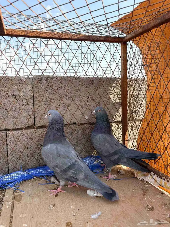 حمام باكستاني للبيع 19