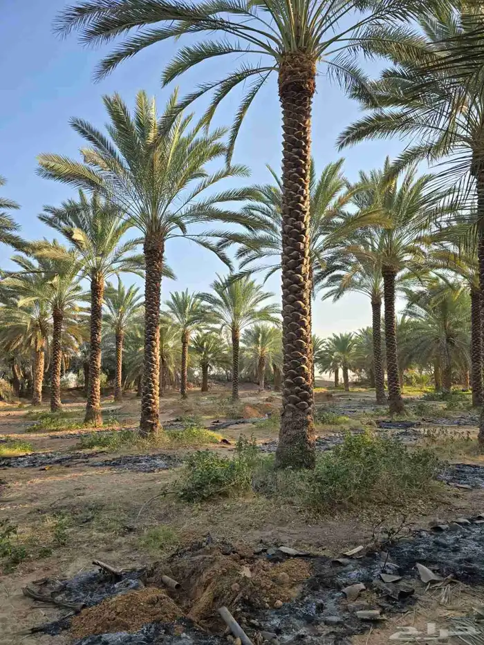 يوجد لدينا نخل عربي والواشنطني للبيع من متر الى سته مترمتوفر 1