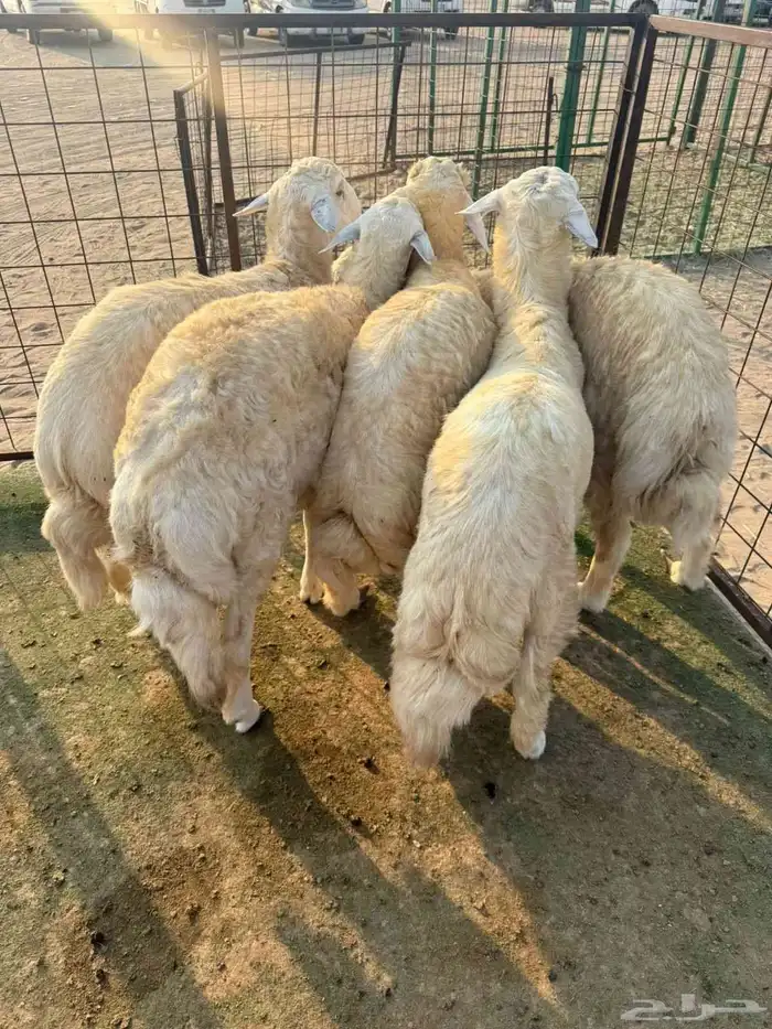 طليان حرية سمان للبيع 0