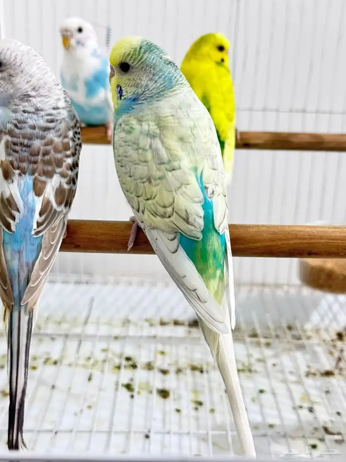 تشكيله الوان جميله ونادره من طيور البادجي 0