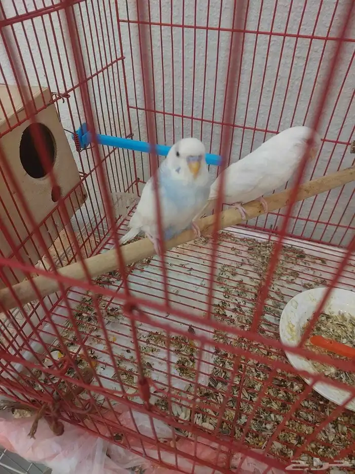 جوز بادجي للإنتاج 2