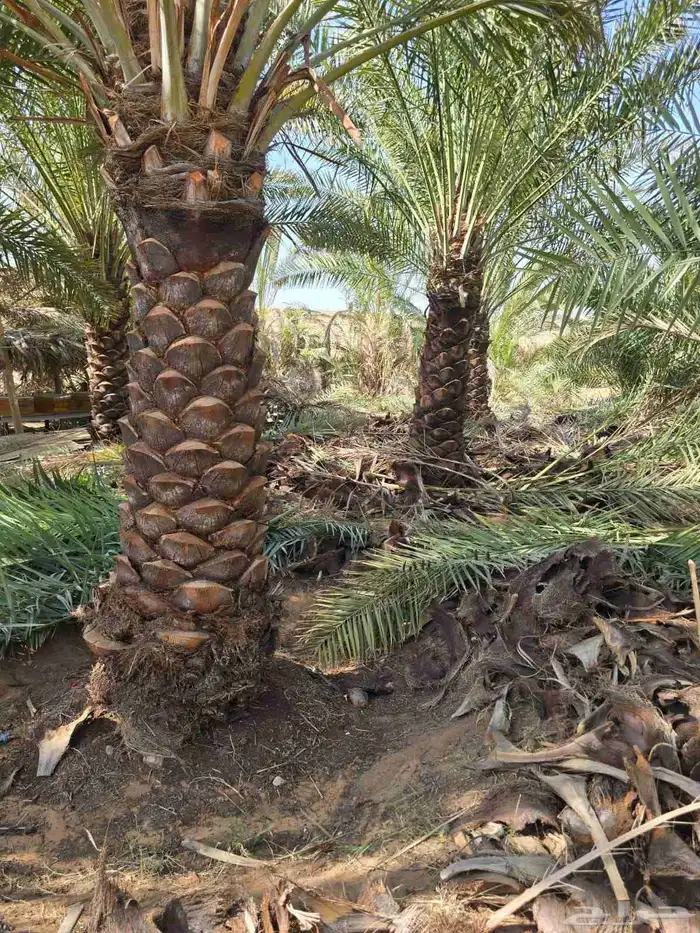 توريد وتوركيب شبوك وجميع انواع المظلات واعمال الحجر  شبوك 2