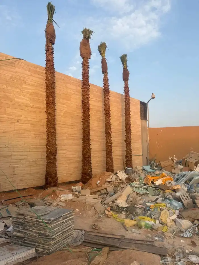 وشنطن يوجد لدينا جميع انواع النخل الواشنطن والنخل العربي 3