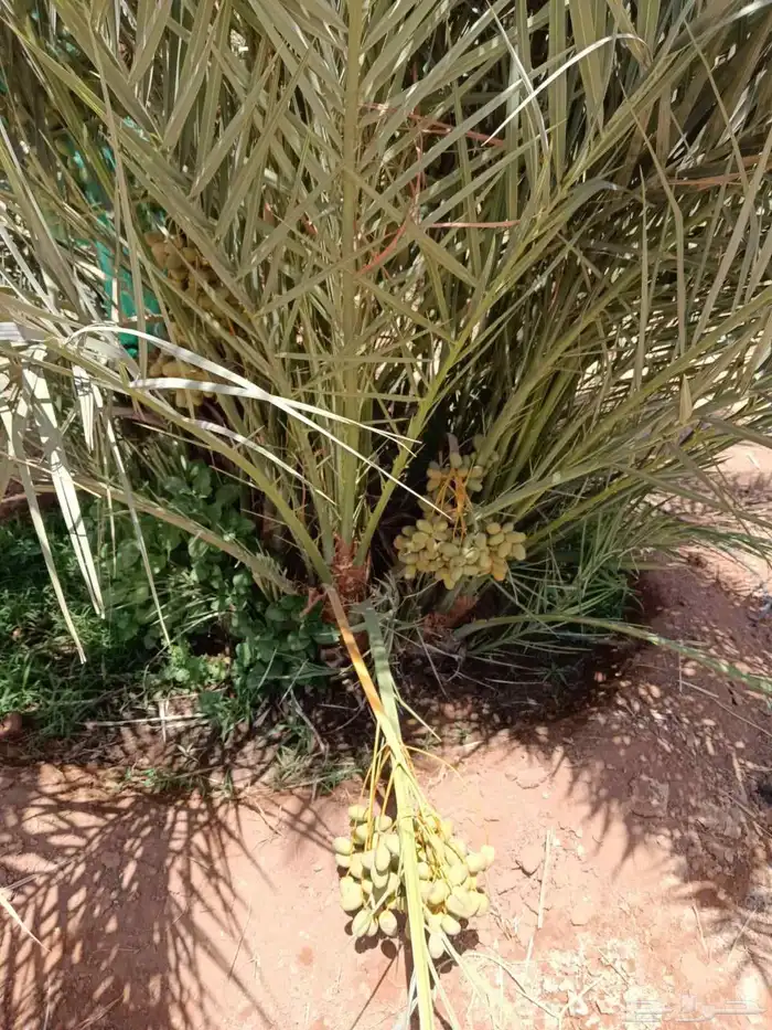 نخل خلاص برحي سكري 6