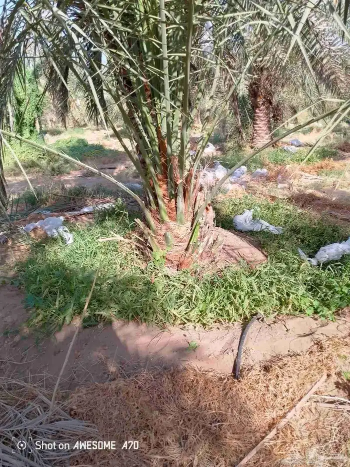 نخل للبيع الرياض المزاحميه ديراب المشاعله نساح ضرما الجله جو 12