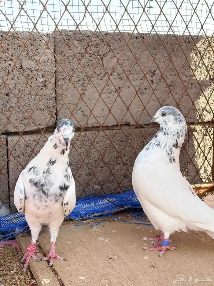 حمام باكستاني للبيع 8