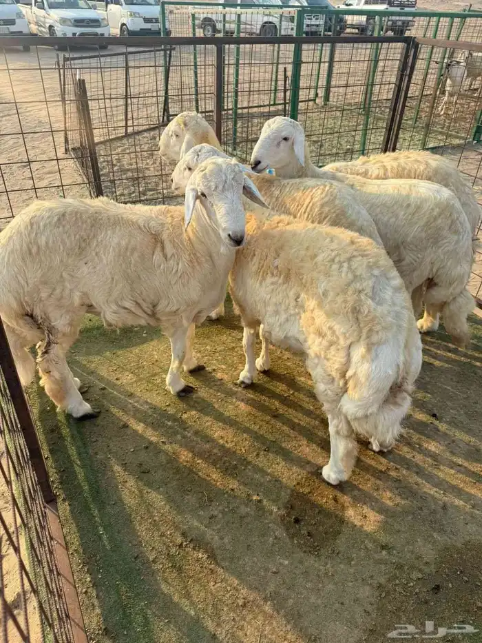 طليان حرية سمان للبيع 1