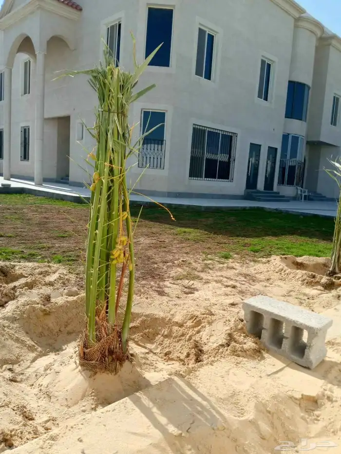 توريد نخيل بجميع انواعه 4