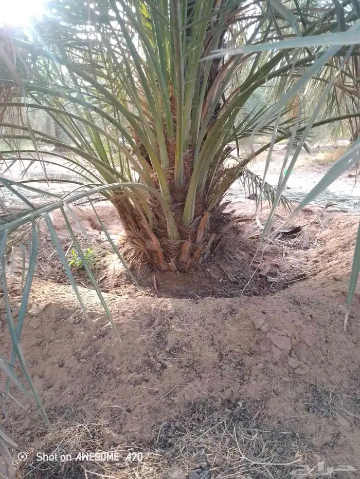 نخل للبيع الرياض المزاحميه ديراب المشاعله نساح ضرما الجله جو 3