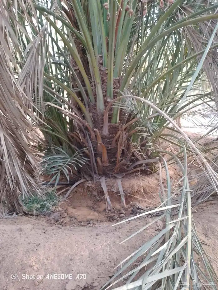 نخل للبيع الرياض المزاحميه ديراب المشاعله نساح ضرما الجله جو 1