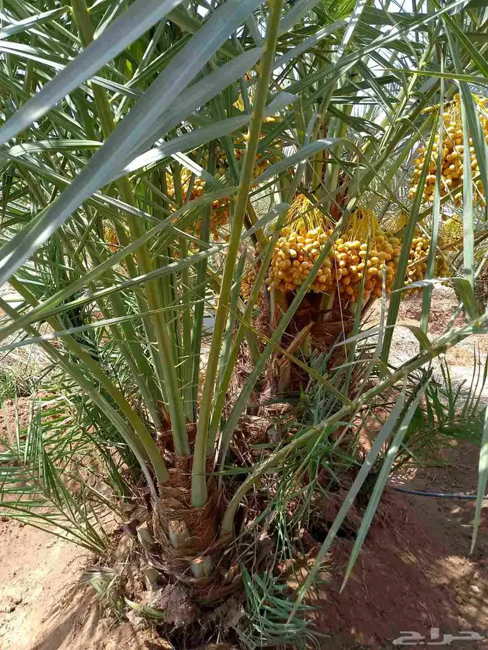 نخل للبيع صقعي اخلاص خضري نبوت سكري برحي روثان 3