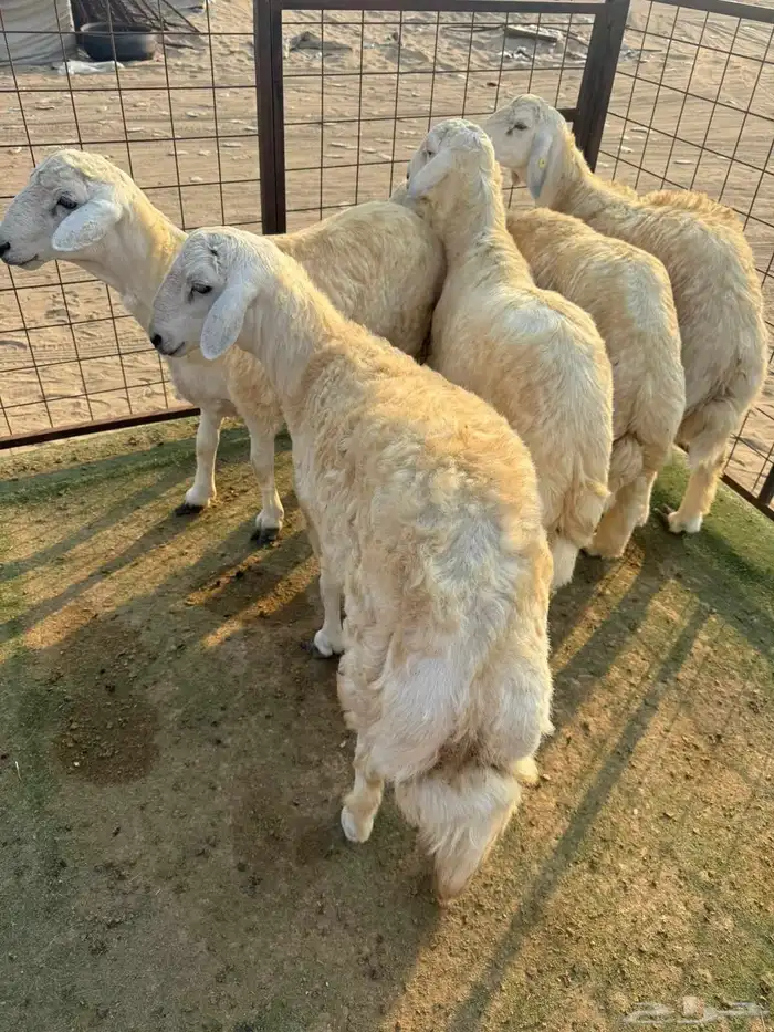 طليان حرية سمان للبيع 2