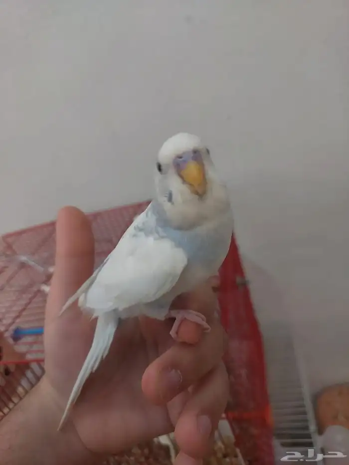 جوز بادجي للإنتاج 3