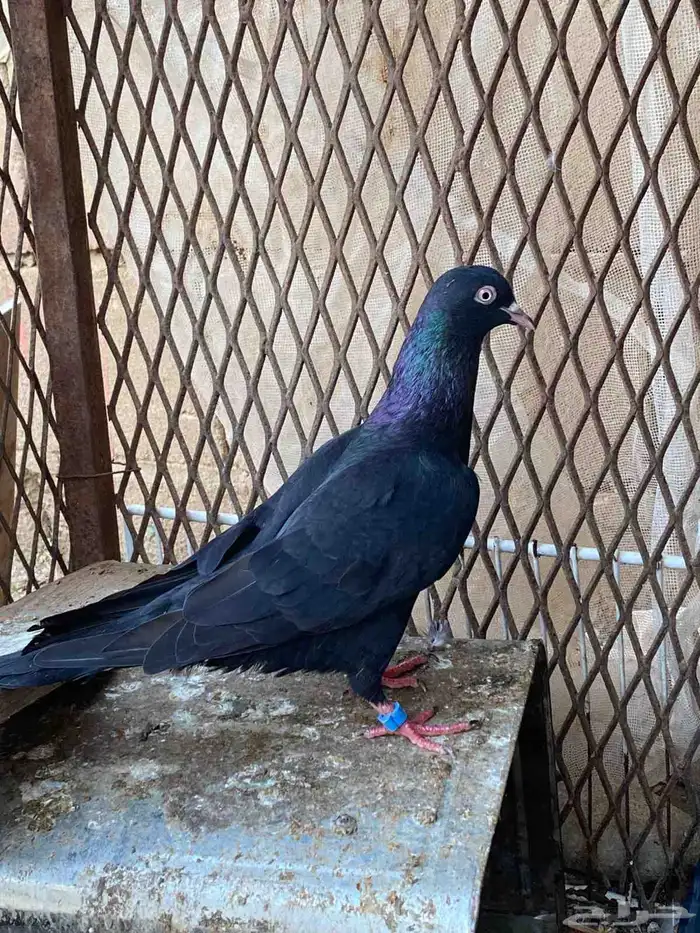 مطلوب قطايف جو او عموديات 0