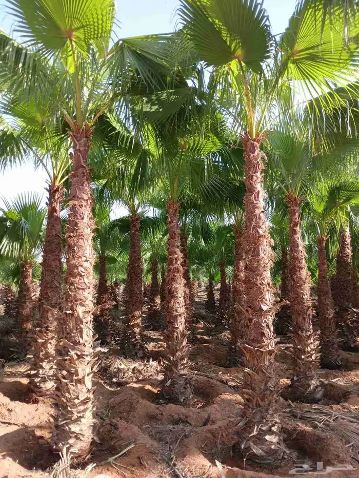 نخل واشنطن أمريكي ونخل عربي مثمر وأشجار وثيل 2