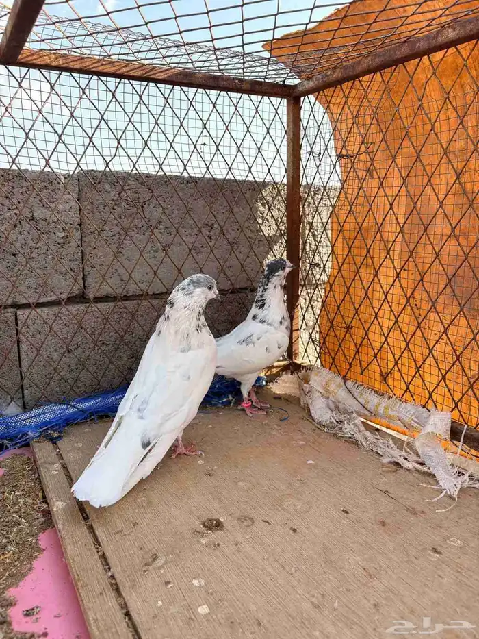 حمام باكستاني للبيع 17