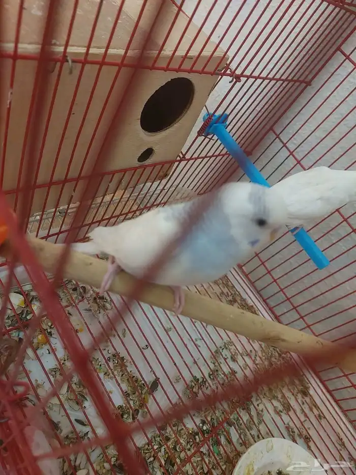 جوز بادجي للإنتاج 1