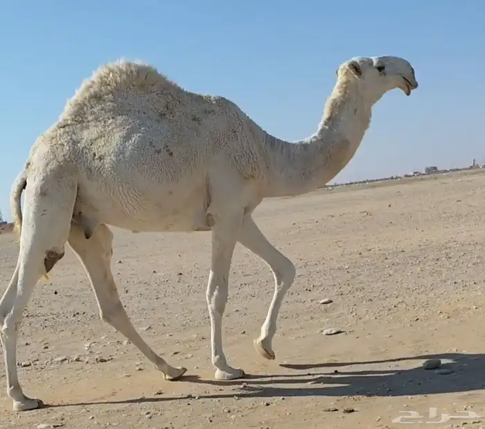 للبيع قعود فحل أصله قوي 0