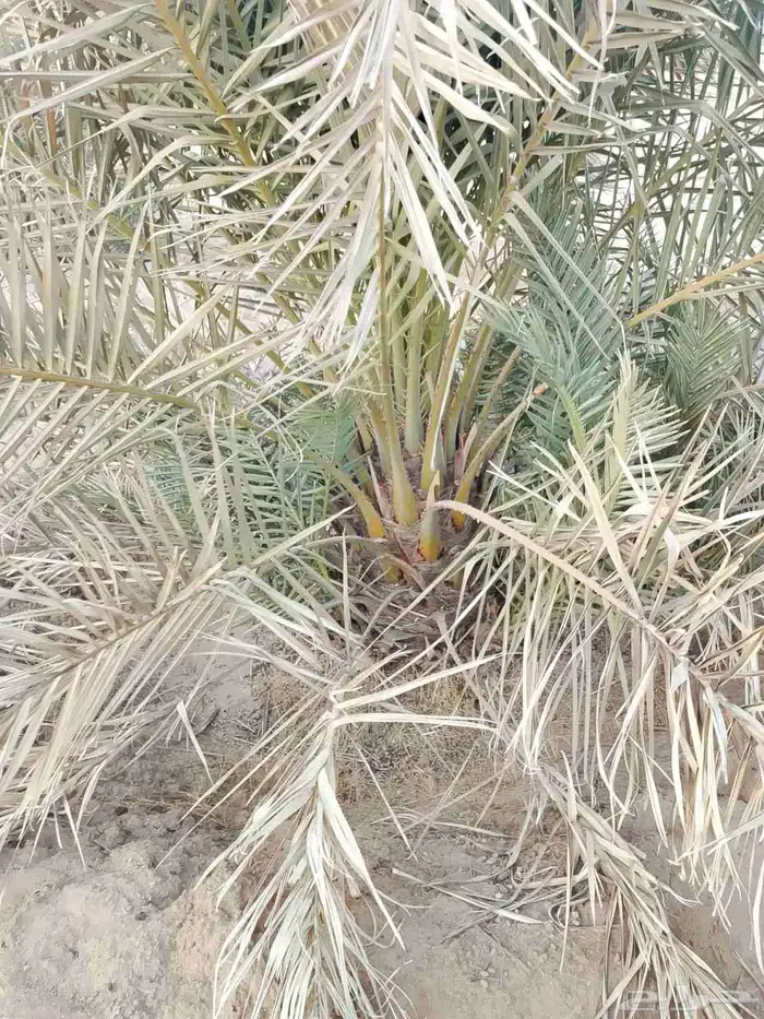 نخل للبيع 6