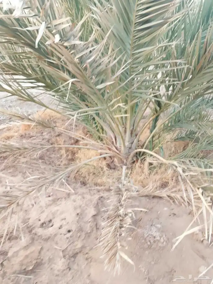 نخل للبيع 3