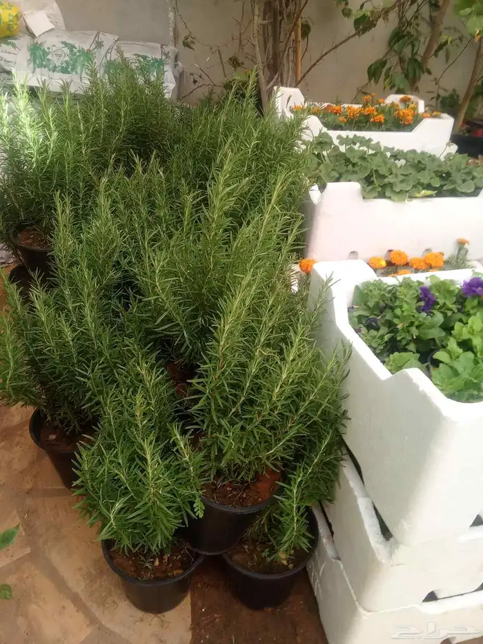 مشتل ابو عبده لتنسيق الحدائق 7