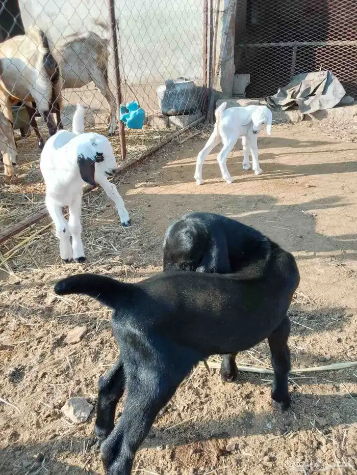 دواغير للبيع 2