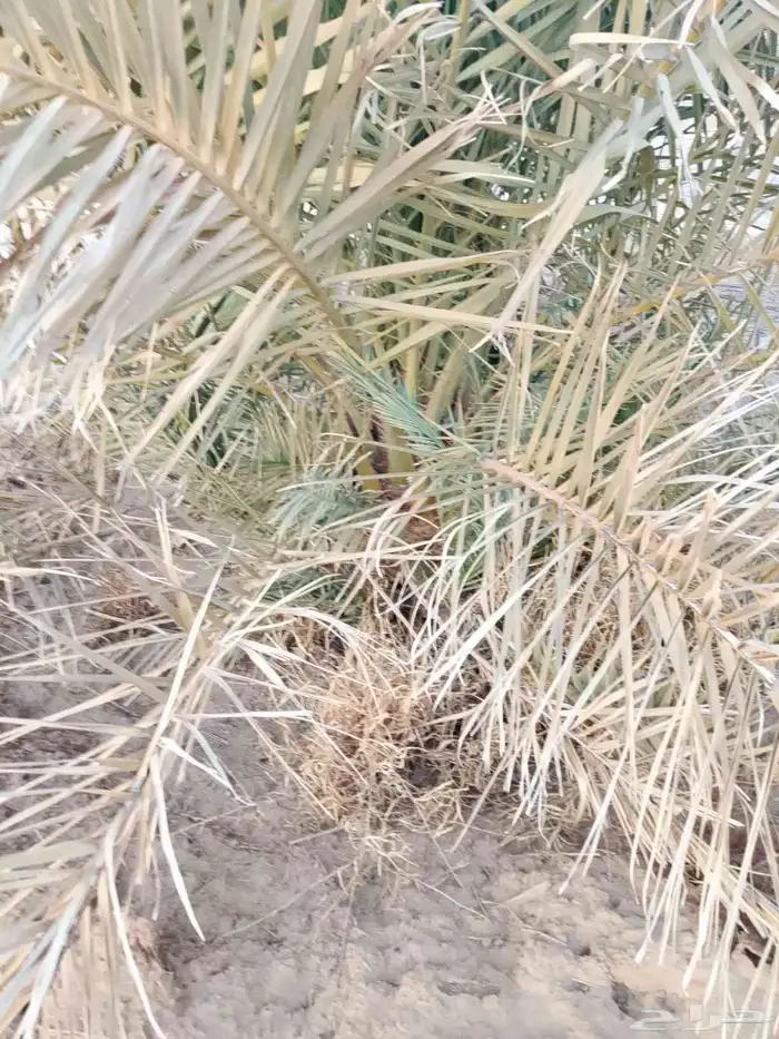 نخل للبيع 1