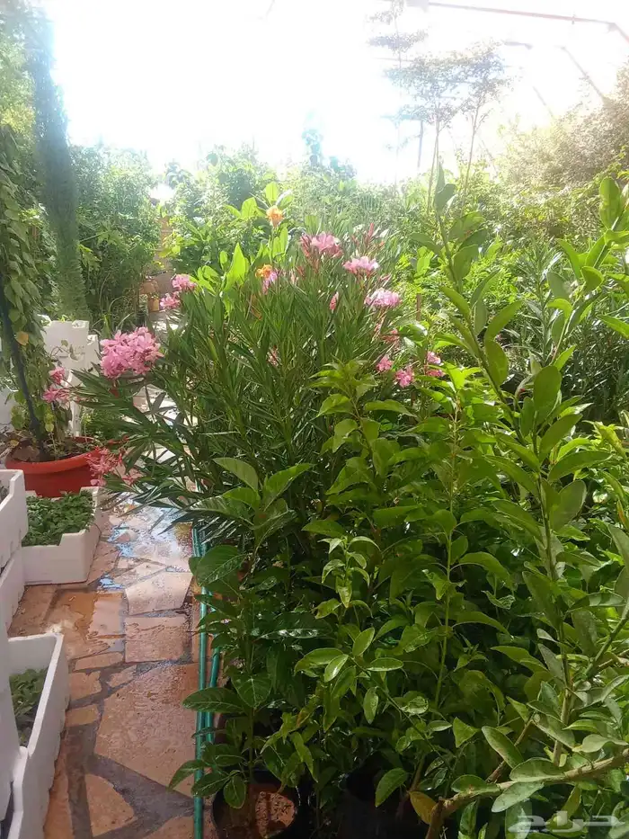 مشتل ابو عبده لتنسيق الحدائق 6