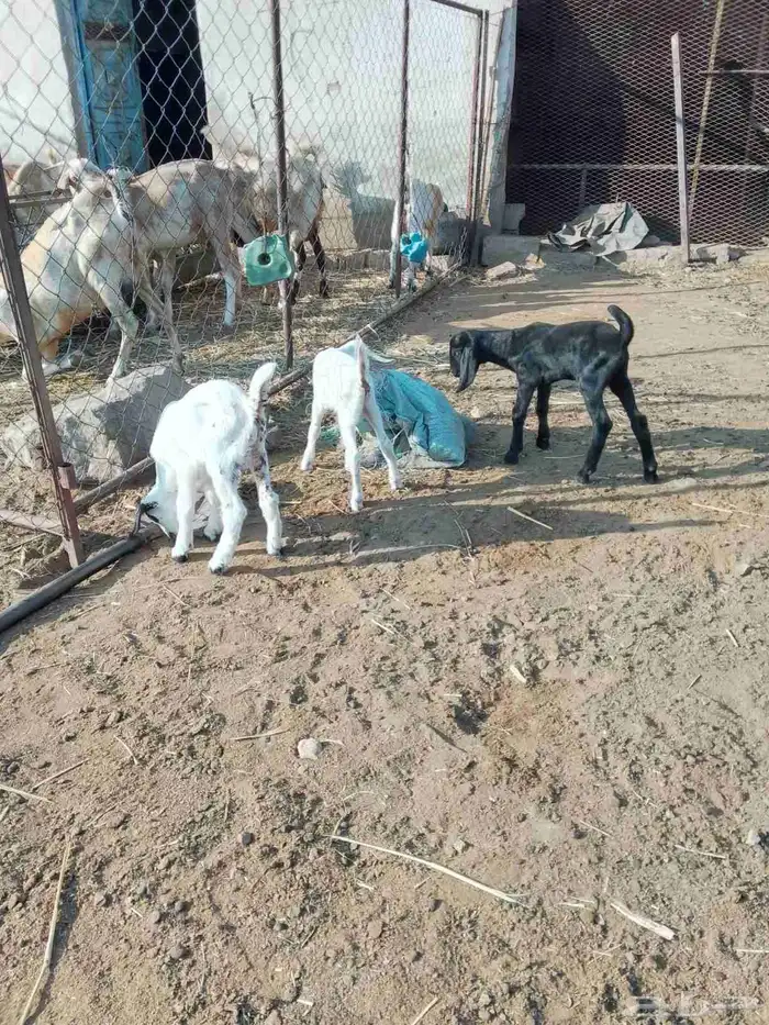 دواغير للبيع 0