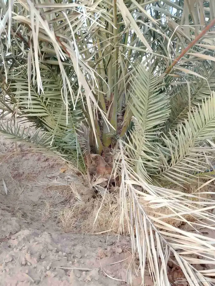 نخل للبيع 9