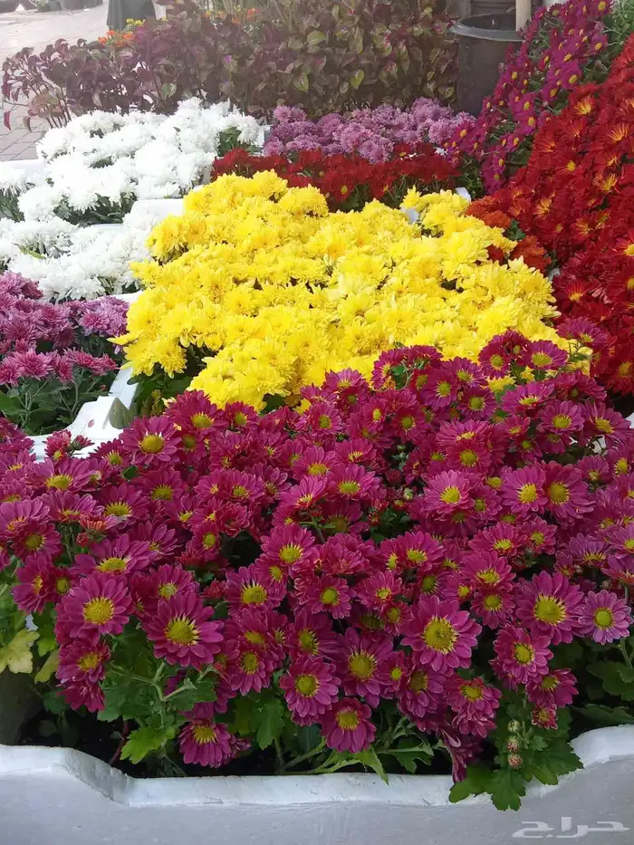 مشتل ابو عبده لتنسيق الحدائق 5