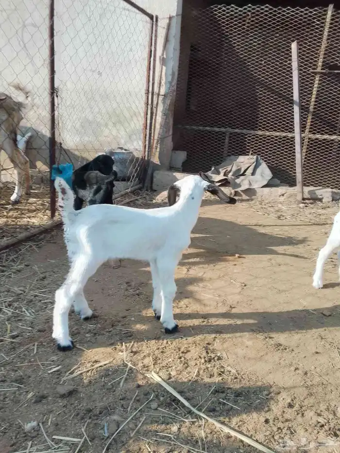 دواغير للبيع 1