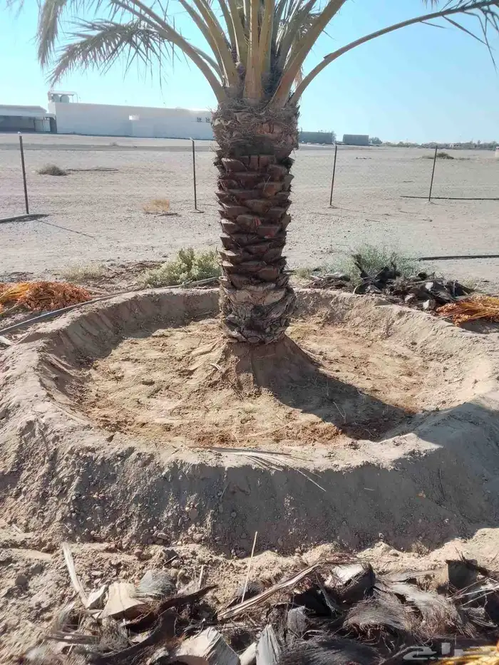 نخيل طيب انوع فاخره طيبه من القصيم 1