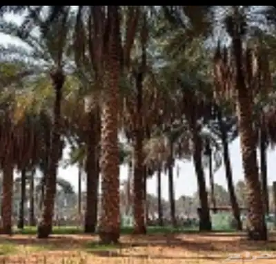 مطلوب مزرعه او ارض زراعيه مساحتها 20 000 index