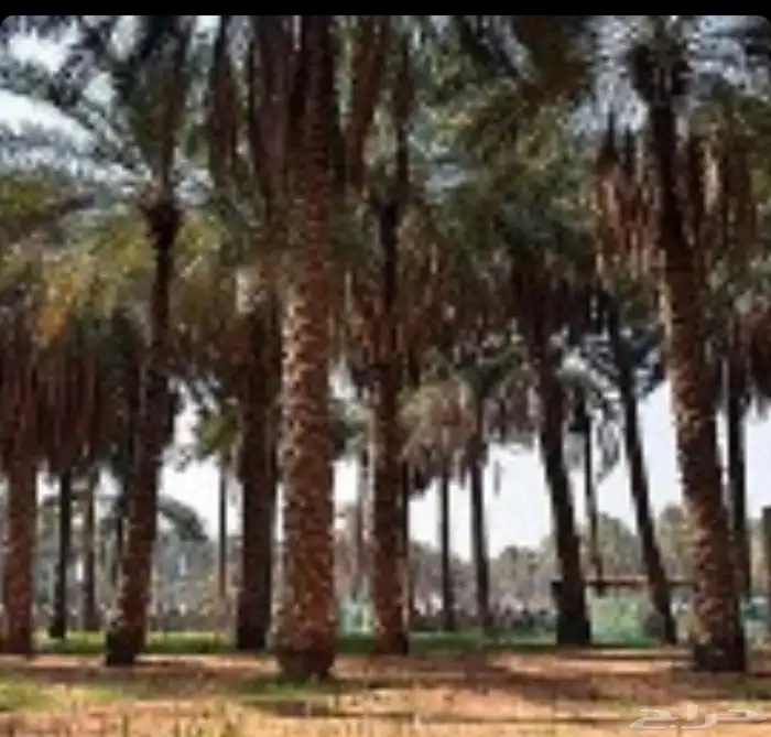 مطلوب مزرعه او ارض زراعيه مساحتها 20 000 1