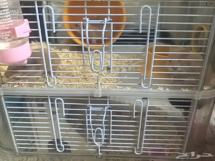 هامستر للتبنى هامسترات 0