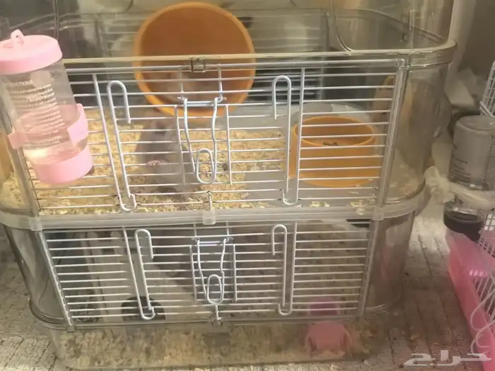 هامستر للتبنى هامسترات 1