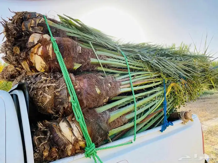 نخل للبيع. بريده عنيزه البدائع الرس 1