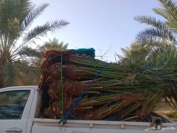 يتوفر لدينا نخيل للبيع نخيل طيب وأحجام بالغه وكبيره 2