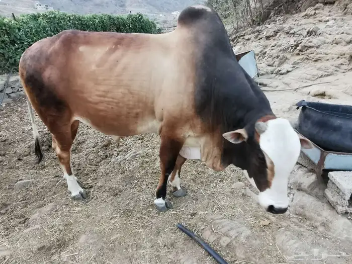 ثور للبيع 2