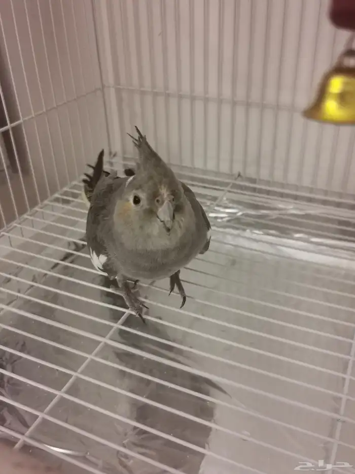 طير كوكتيل 1