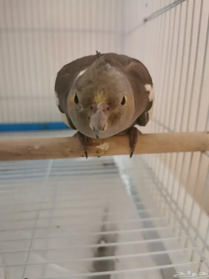 طير كوكتيل 3