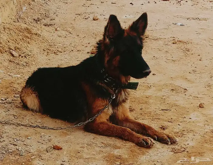 أنثى جيرمن شيبرد 2