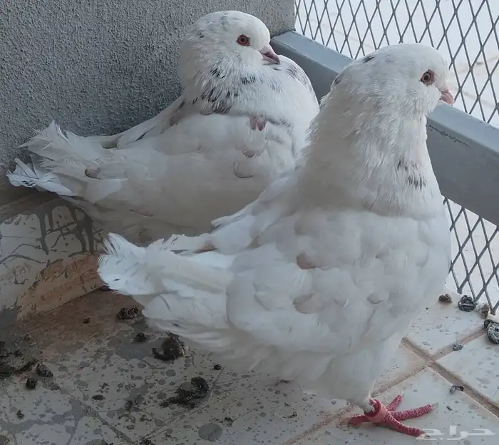 حمام كنق موقع الخرج 2