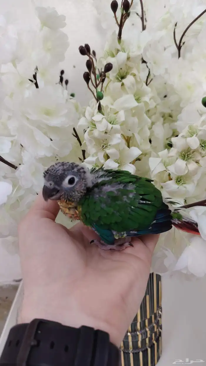 كنيور بيرلي وكنيور يلو سايدرد فاكتر وكنيور تركواز 1