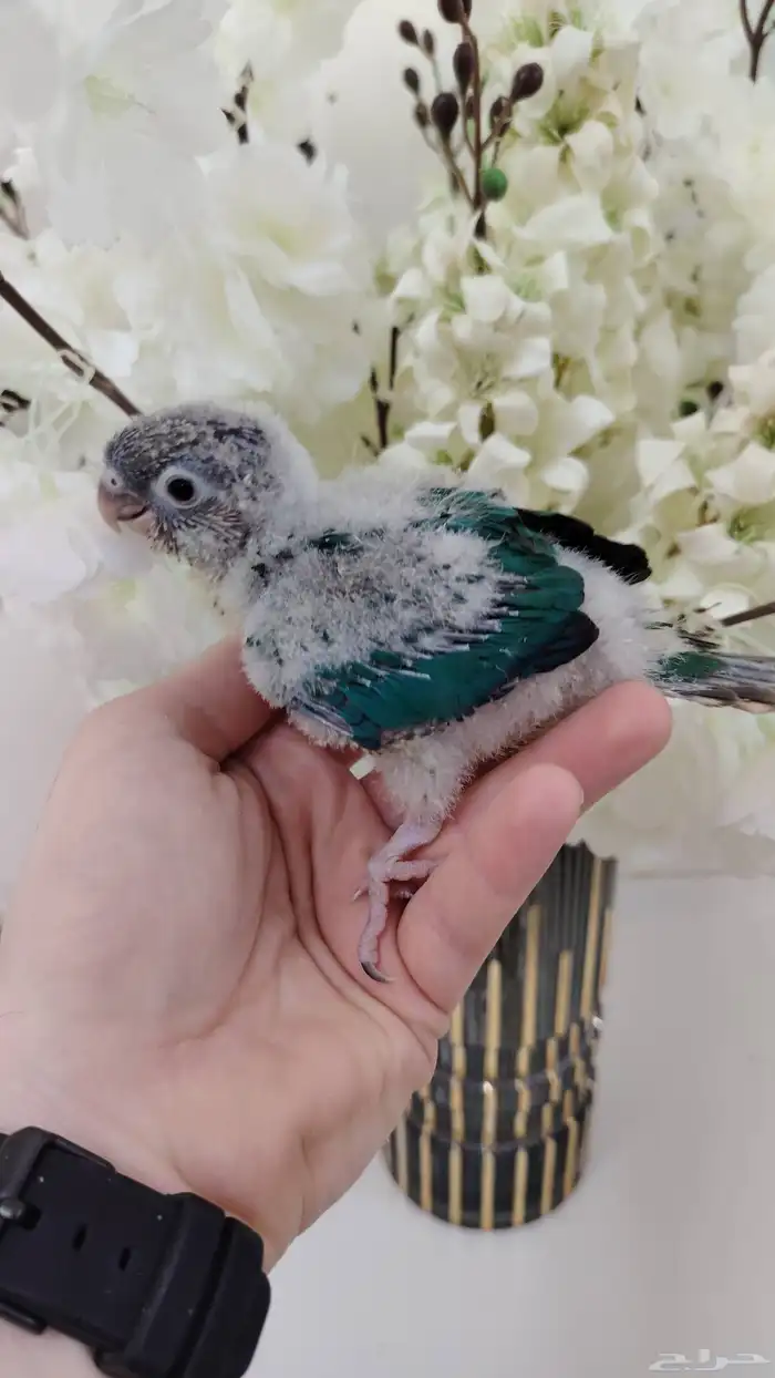 كنيور بيرلي وكنيور يلو سايدرد فاكتر وكنيور تركواز 2