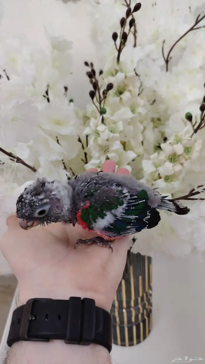 كنيور بيرلي وكنيور يلو سايدرد فاكتر وكنيور تركواز 0