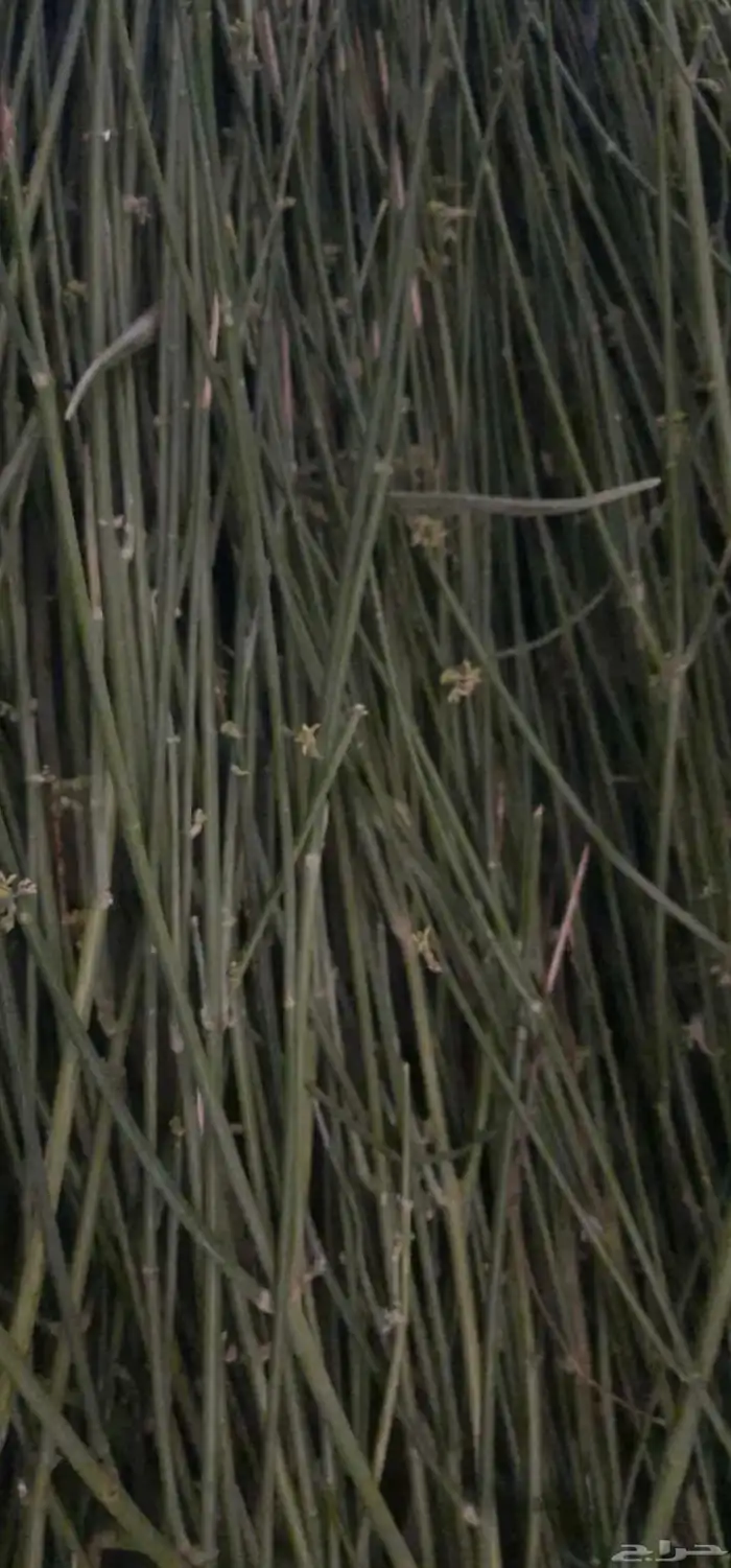 متوفر الان مرخ الحنيذ جديد لايفوتكم 1