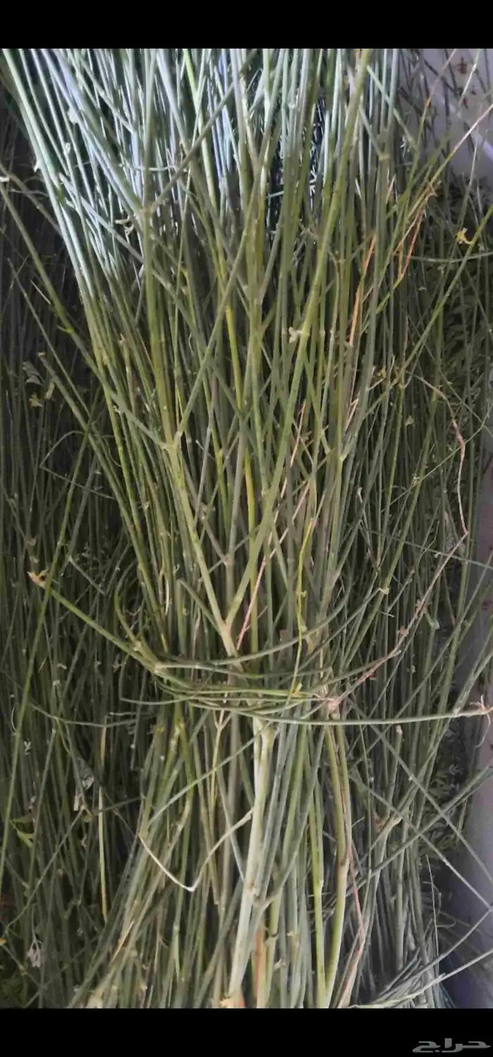 متوفر الان مرخ الحنيذ جديد لايفوتكم 0